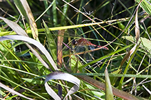 cherry-faced meadowhawk