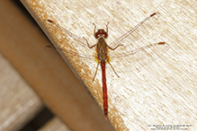 cherry-faced meadowhawk