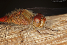 cherry-faced meadowhawk