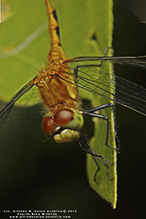 cherry-faced meadowhawk