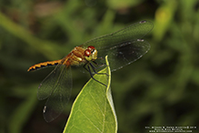 cherry-faced meadowhawk