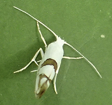 cherry shoot borer moth