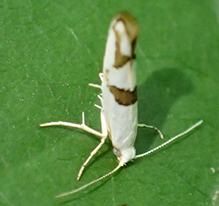 cherry shoot borer moth