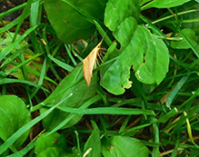 chickweed geometer