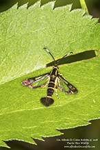 clearwing moth (Carmenta ithacae)