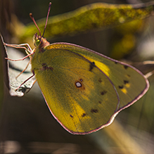 clouded sulphur