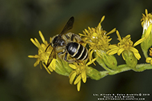 cloudy-winged mining bee