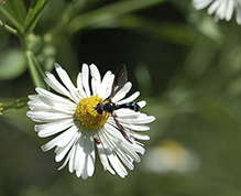 cobalt hover fly