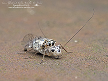 common barklouse (Metylophorus purus)
