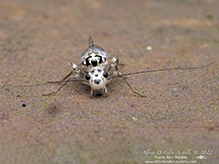 common barklouse (Metylophorus purus)