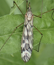 common crane fly (Tipula subg. Pterelachisus)