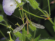 common crane fly (Tipula sp.)