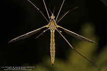 common crane fly (Tipula borealis)