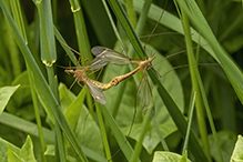 common crane fly (Tipula submaculata)