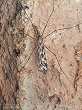 common crane fly (Tipula trivittata)