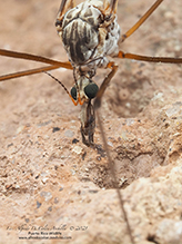 common crane fly (Tipula trivittata)