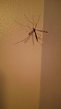 common crane fly (Tipula trivittata)