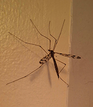 common crane fly (Tipula trivittata)