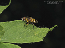common drone fly