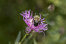 common eastern bumble bee