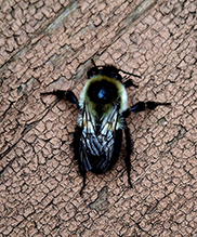 common eastern bumble bee