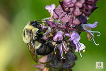 common eastern bumble bee