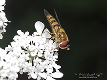 common flower fly