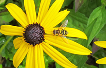 common flower fly