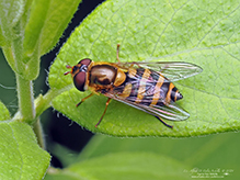 common flower fly