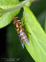 common flower fly