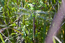 common green darner