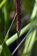 common green darner