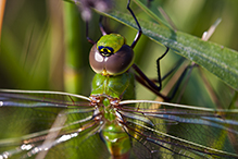 common green darner