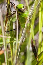 common green darner