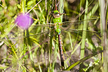 common green darner