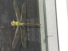 common green darner