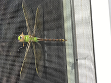 common green darner