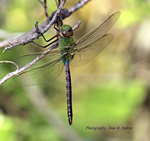 common green darner