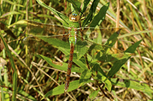 common green darner