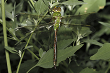 common green darner