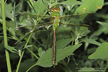 common green darner