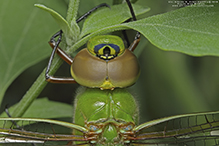 common green darner