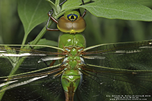 common green darner