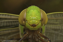 common green darner