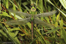 common green darner