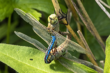 common green darner