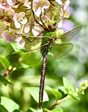 common green darner