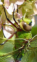 common green darner