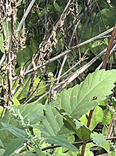 common green darner