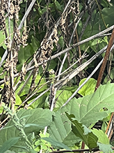 common green darner